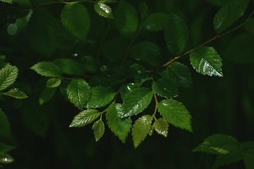 Macro Photograph of Green Leaves