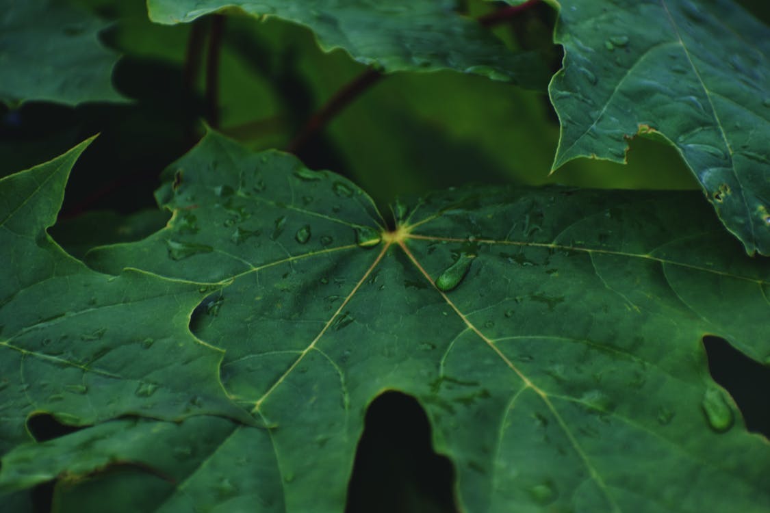 Fotografía Macro De Hojas Verdes