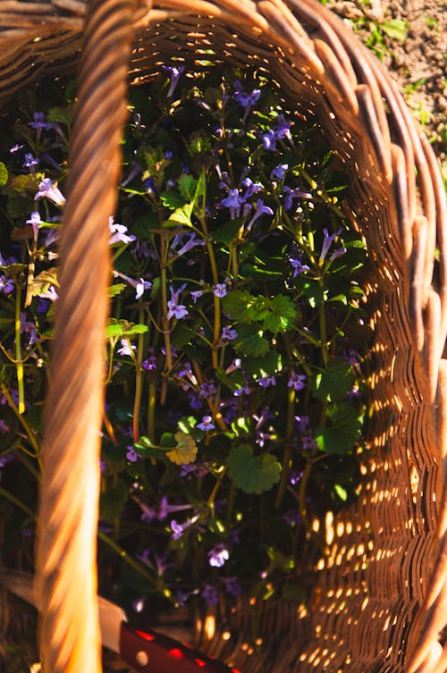 A basket with purple flowers and leaves in it