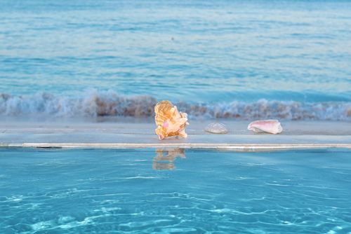 Free stock photo of bahamas, beach, conch Stock Photo