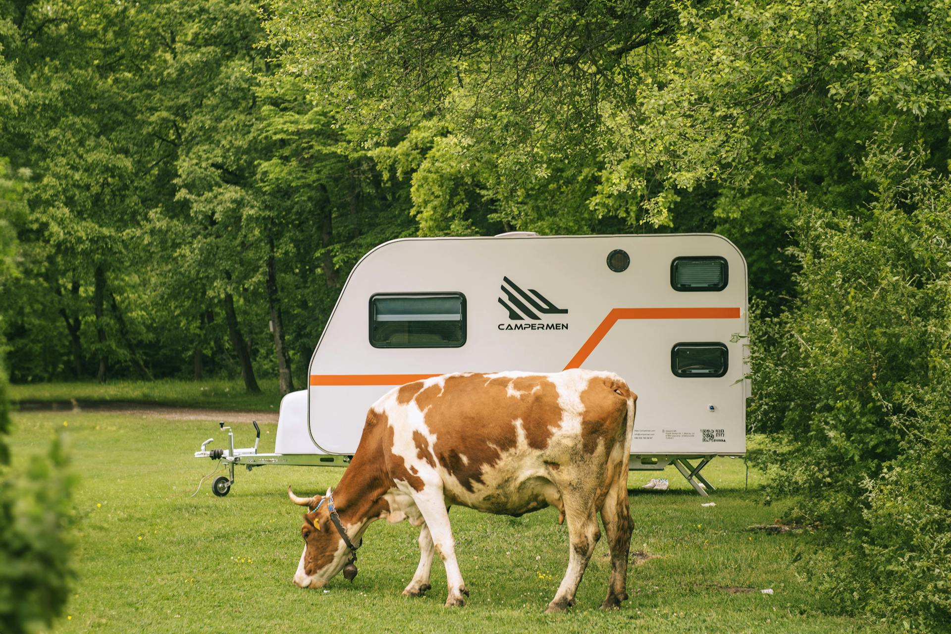 Cow near RV on Meadow