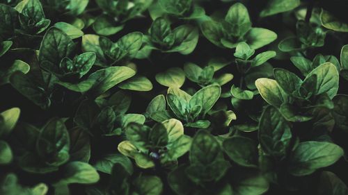 Free Vibrant green basil leaves captured in a close-up, showcasing their lush freshness and organic beauty. Stock Photo