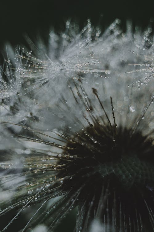 Základová fotografie zdarma na téma detaily, dřevěné detaily, makro