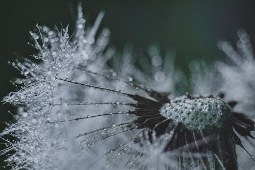 曇らされた緑の花