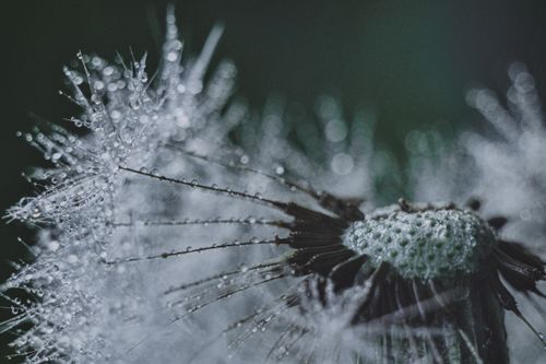 Free Close-up of a frosty dandelion with dewdrops on seeds, capturing the essence of winter. Stock Photo