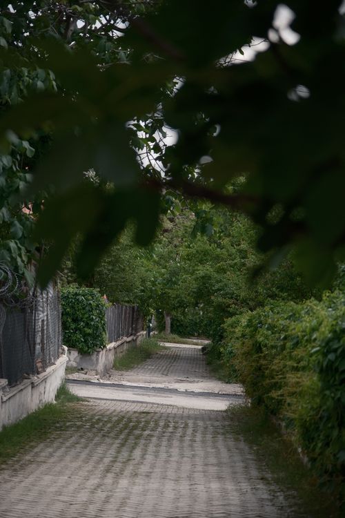 Free A quiet, leafy alleyway with cobblestone path flanked by fences and lush greenery. Stock Photo