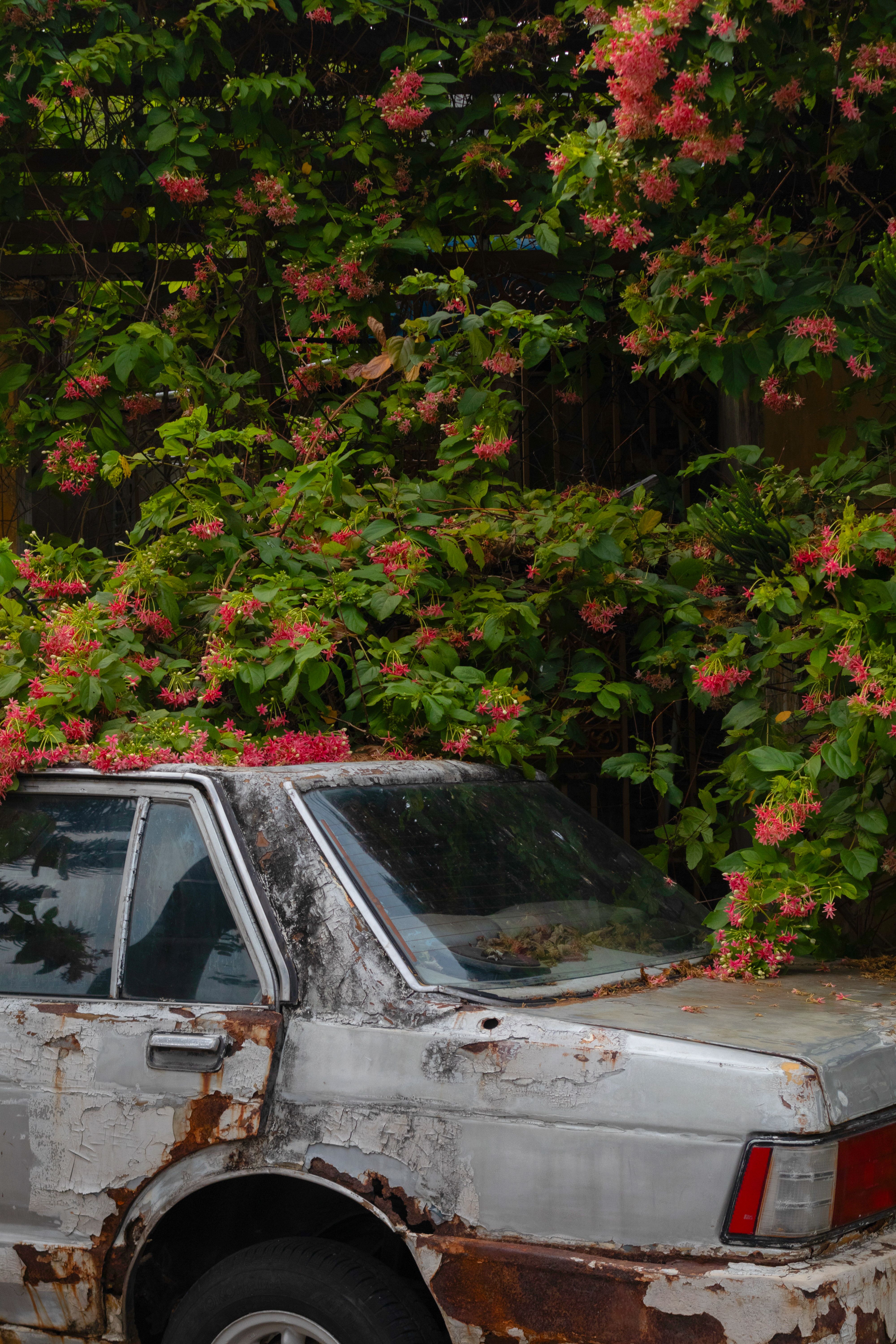 White Car Wreckage under Bushes · Free Stock Photo