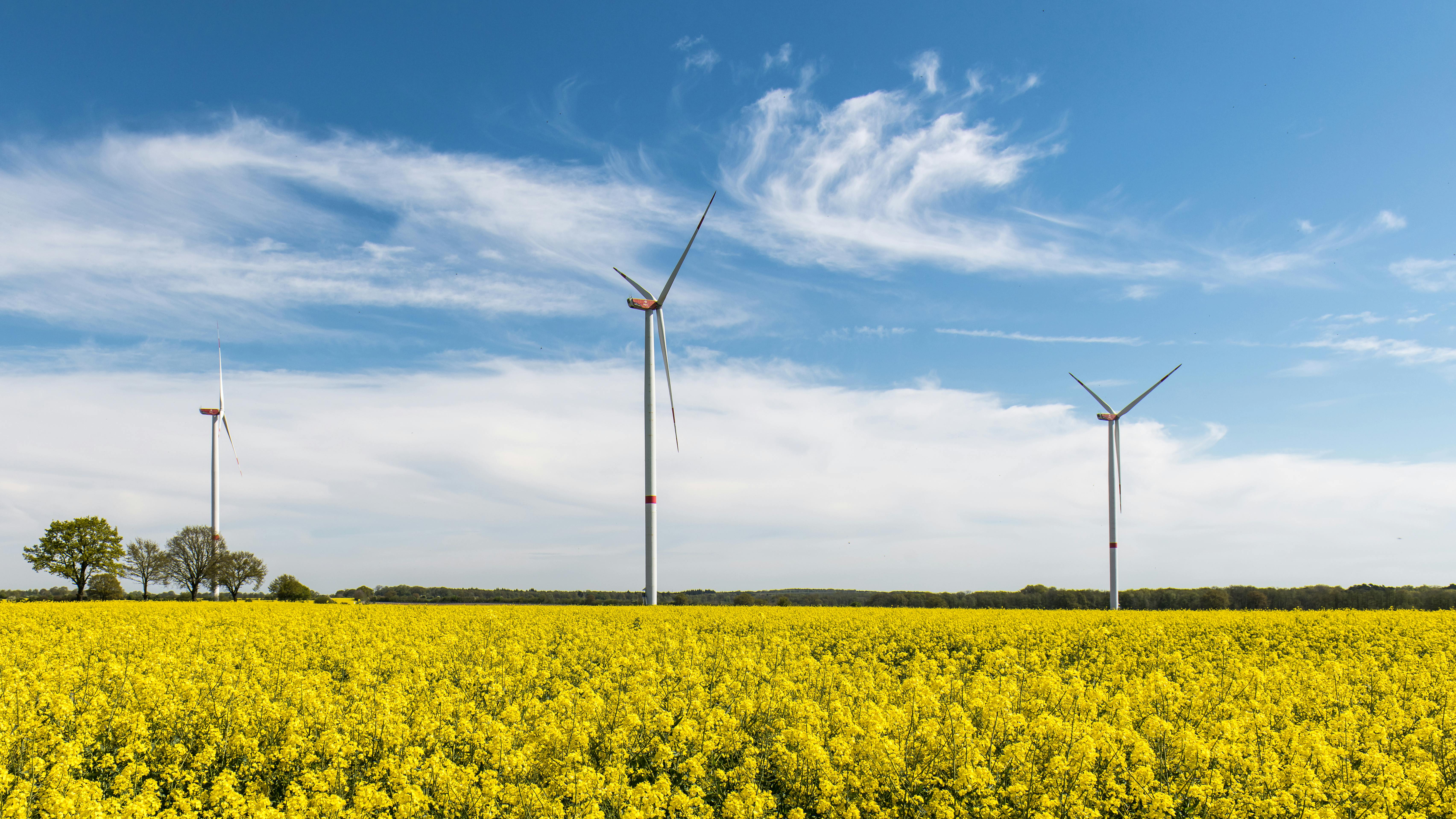 Wind turbines stand tall in a vibrant canola field under a clear blue sky.