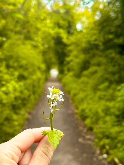 Hand Holding Spring Flower on Lush Green Path in England