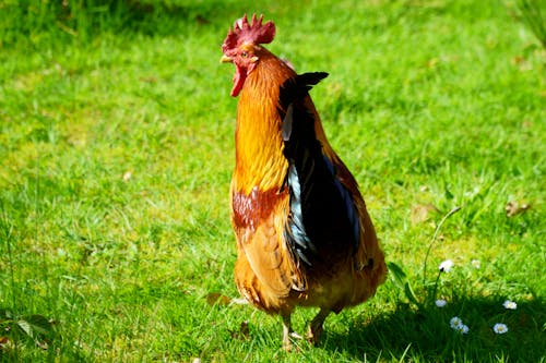A rooster is standing in the grass