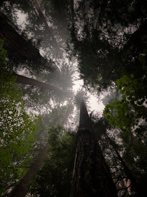 Безкоштовне стокове фото на тему «великі дерева, вічнозелений, вода»