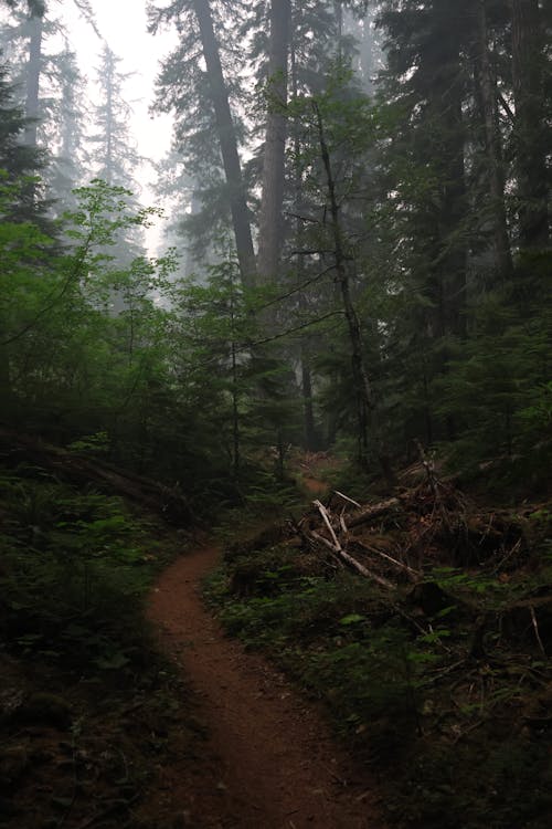 Бесплатное стоковое фото с вечнозеленый, глубокий лес, гора