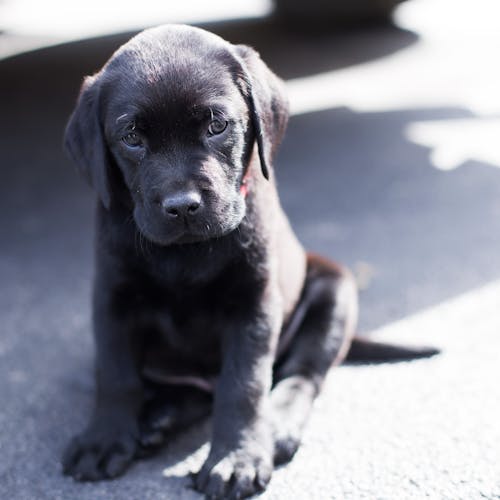 Free stock photo of black lab, lab, puppy