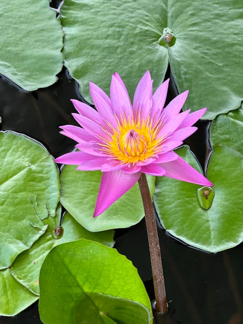 公園, 冥想, 夏天 的 免费素材图片