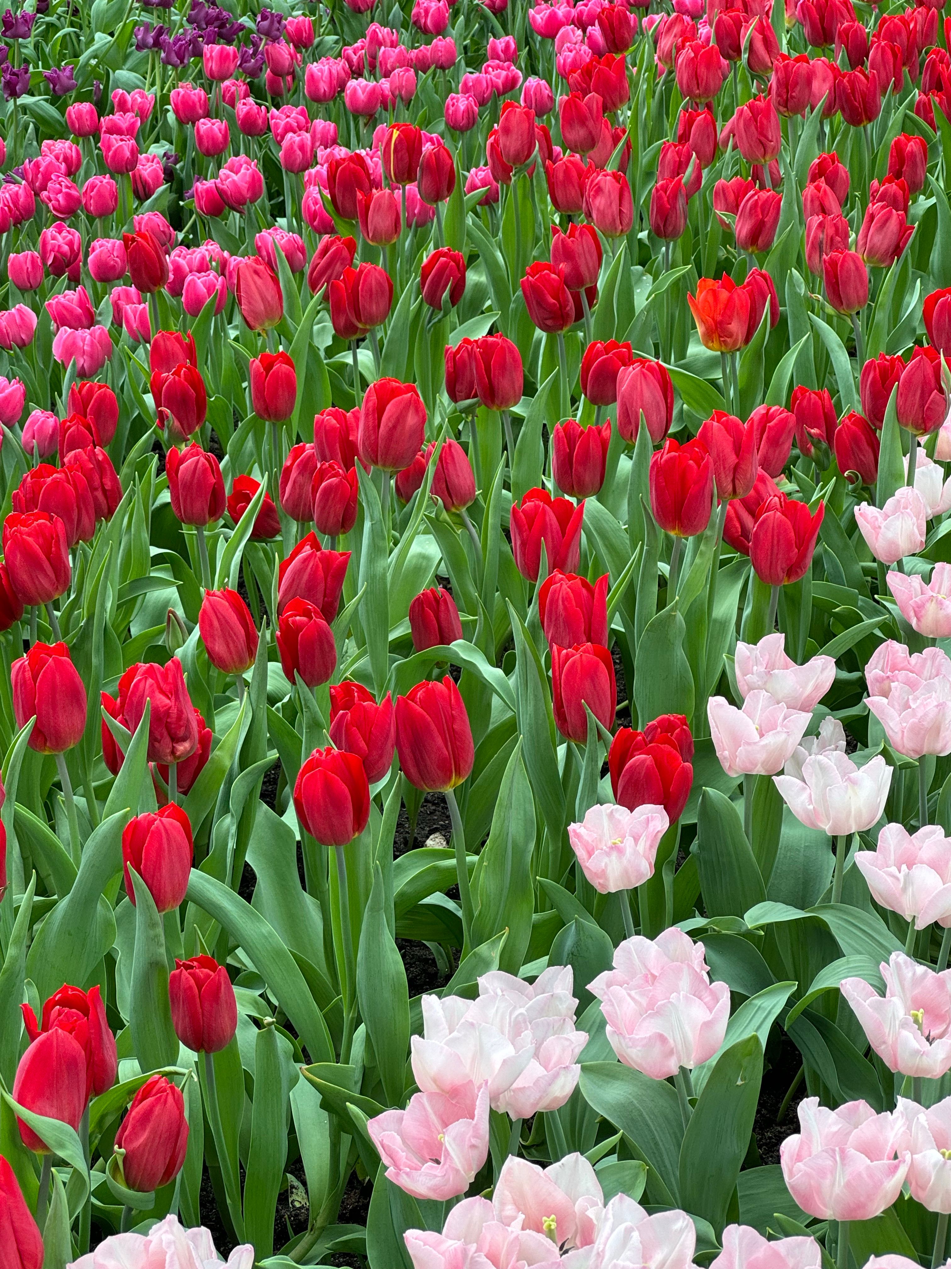 A field of red and white tulips with pink flowers · Free Stock Photo