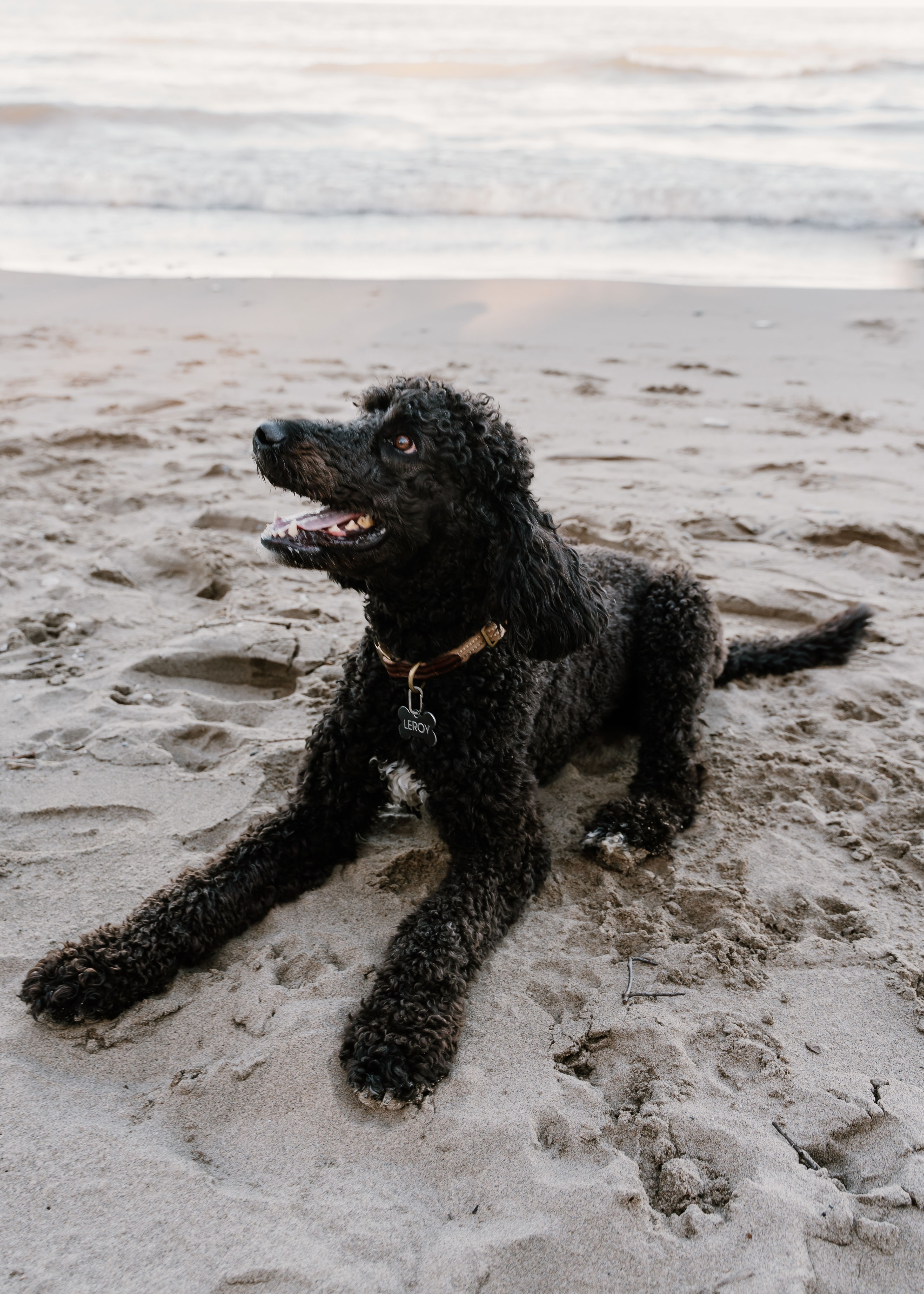 Black Poodle Lying on the Beach · Free Stock Photo
