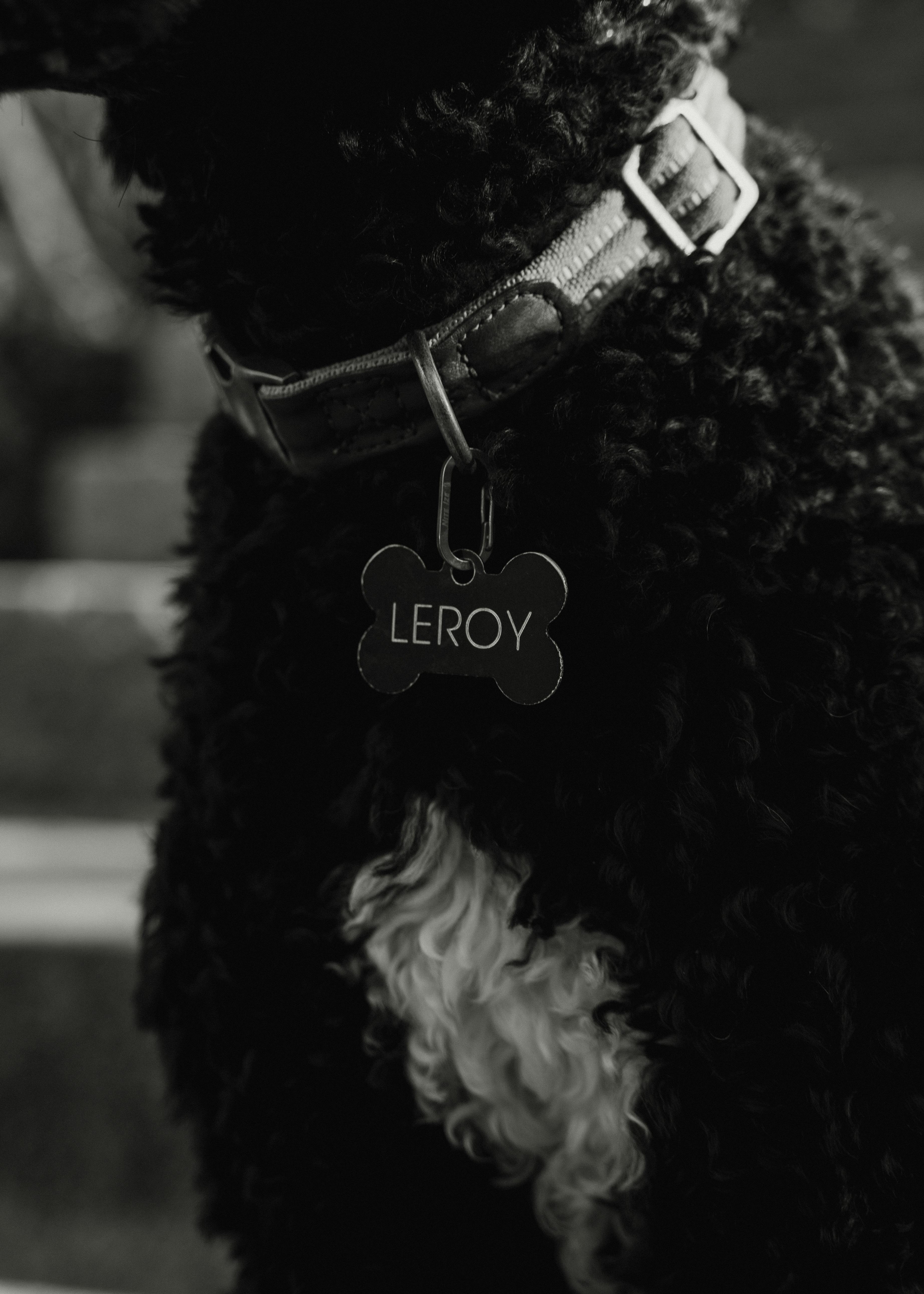 black and white photography of the name tag on dogs collar