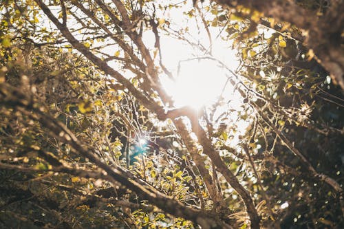 Free stock photo of flower, forest, sun