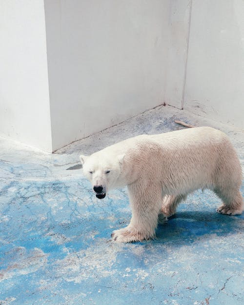 Foto stok gratis beruang kutub, fotografi binatang, kebun binatang