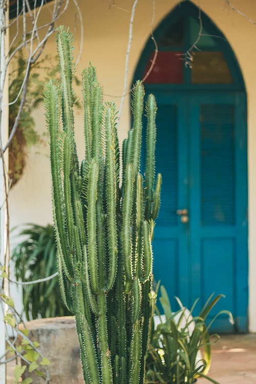 Foto d'estoc gratuïta de boho, cactus, colors