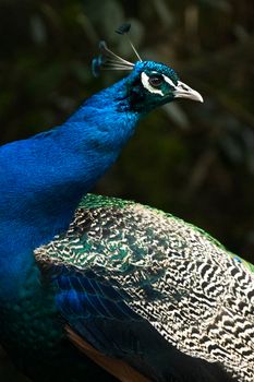 peacock photo