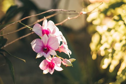 Free stock photo of flower, pink, rose