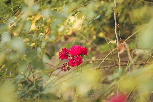 Free stock photo of flower, garden, nature