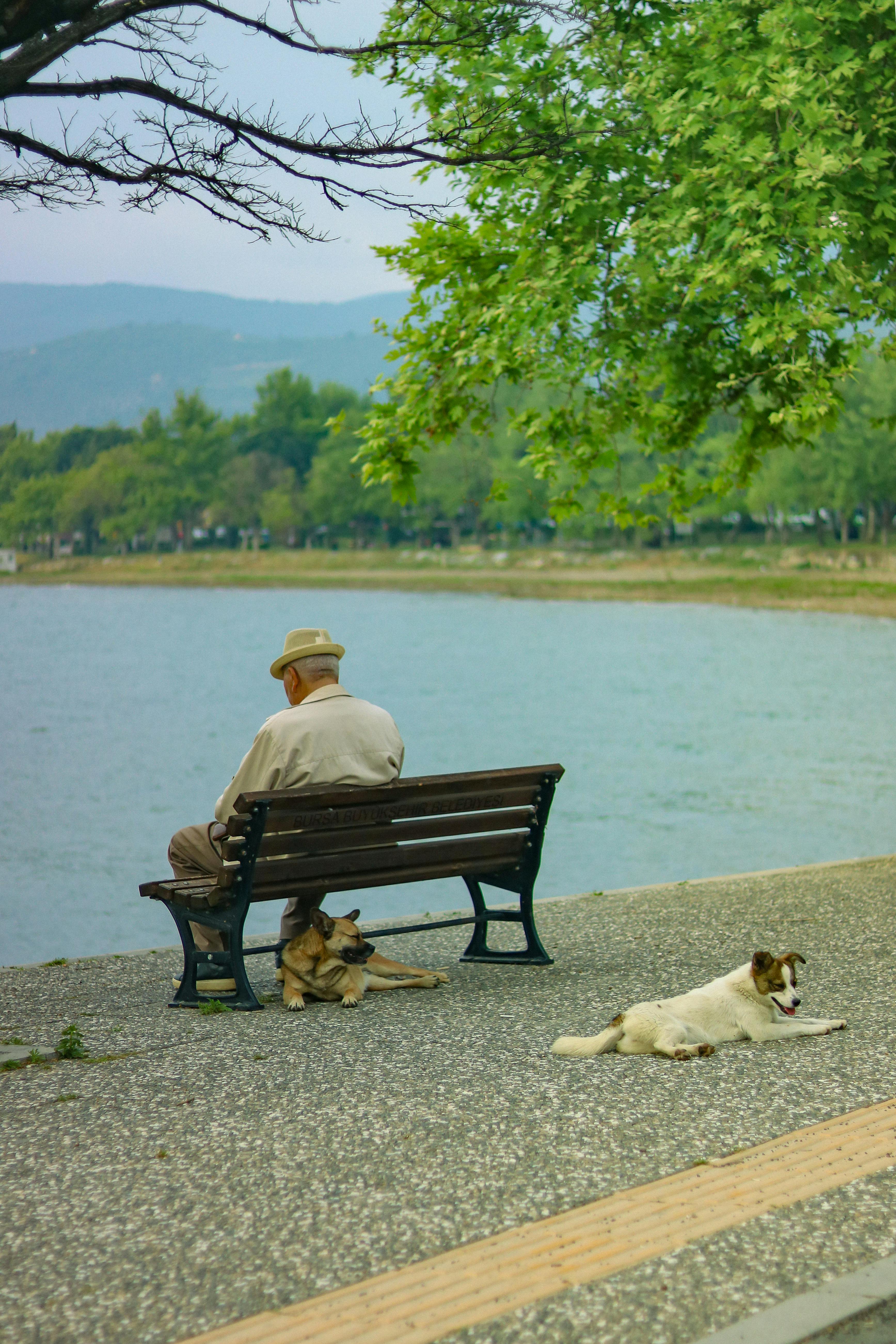 elderly man sitting on a bench with his dogs lying nearby