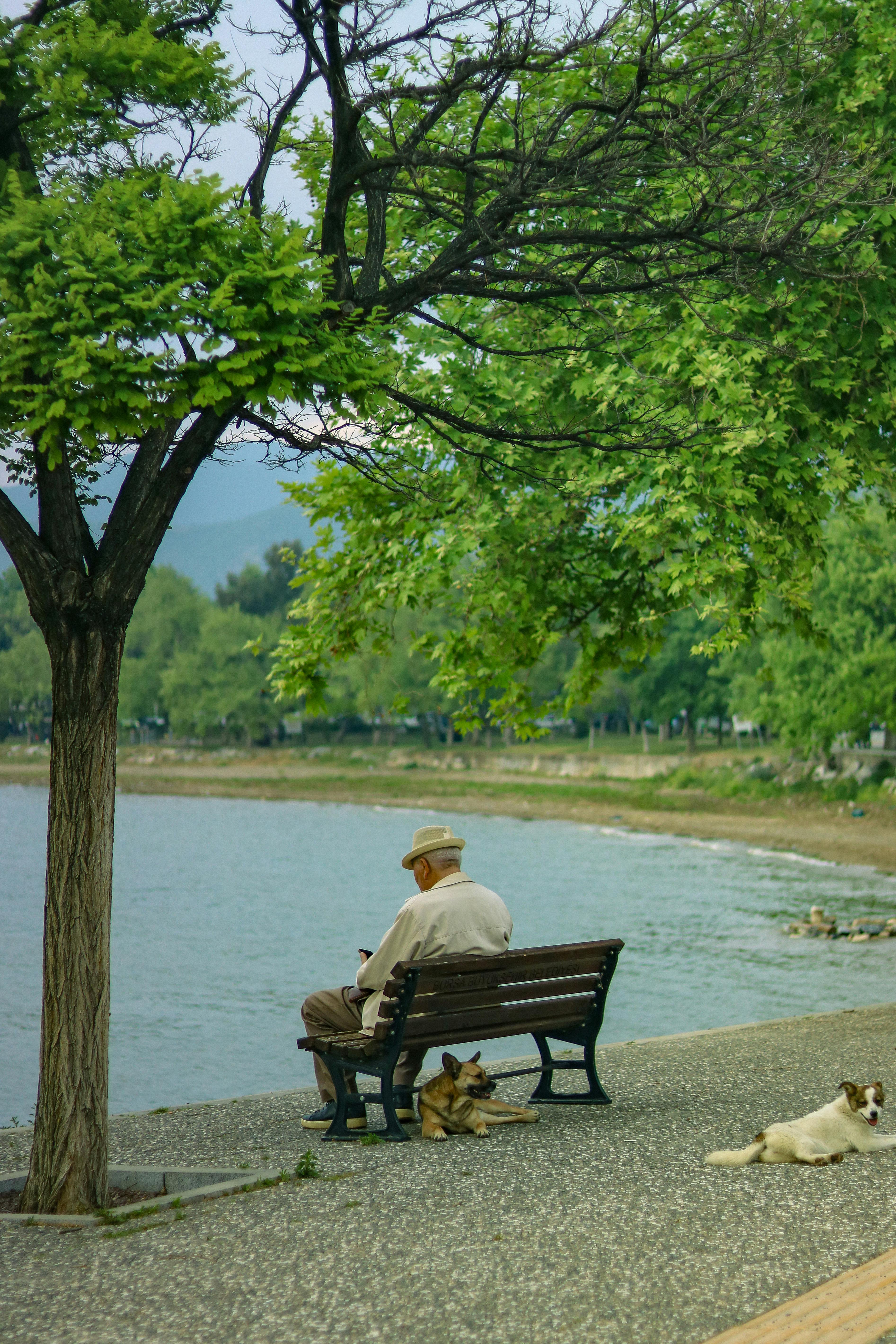 man sitting on a bench in a park by the lake with his dogs lying next to him