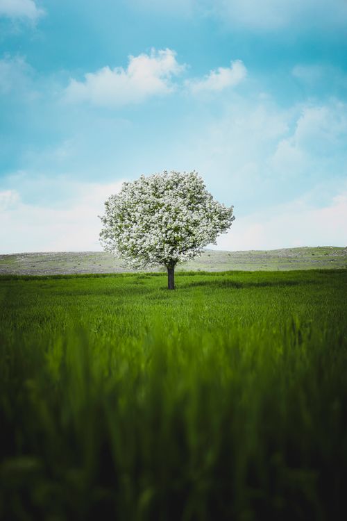 Free A lone tree with white blossoms in a green field under a clear blue sky in Mardin, Türkiye. Stock Photo