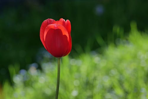 Immagine gratuita di amore, campo, colore