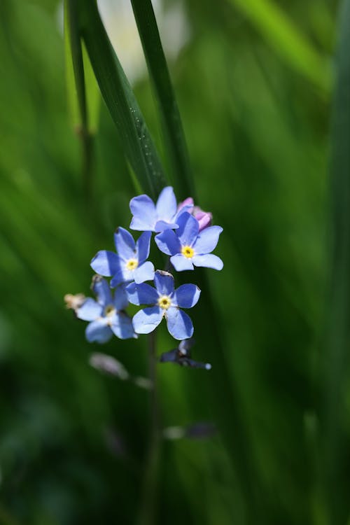 Foto profissional grátis de azul, bloomer precoce, flores