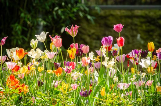 Colorful tulips in full bloom during spring in a vibrant flower garden.