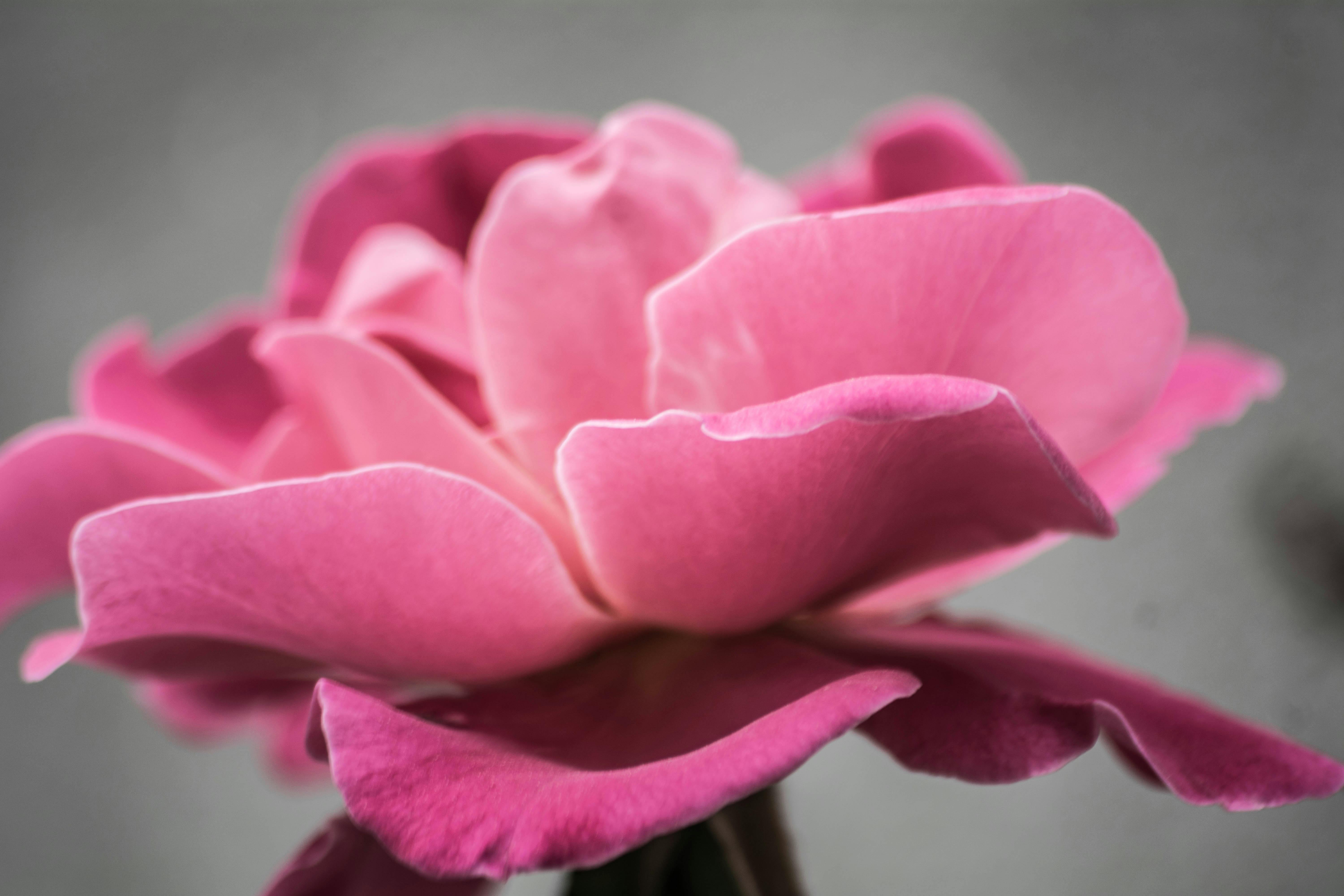 Photo of Pink Petal Flower · Free Stock Photo