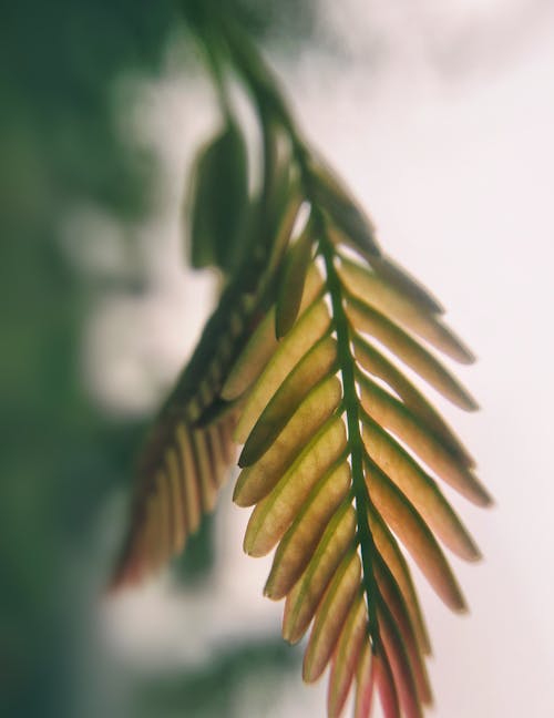 Free Brown Fern Leaves Stock Photo