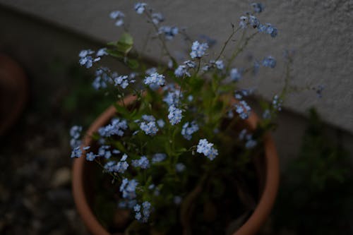 Immagine gratuita di colpo del primo piano, fiore blu, non ti scordar di mé