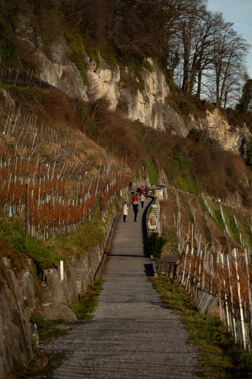 Immagine gratuita di campi agricoli, passerella sopraelevata