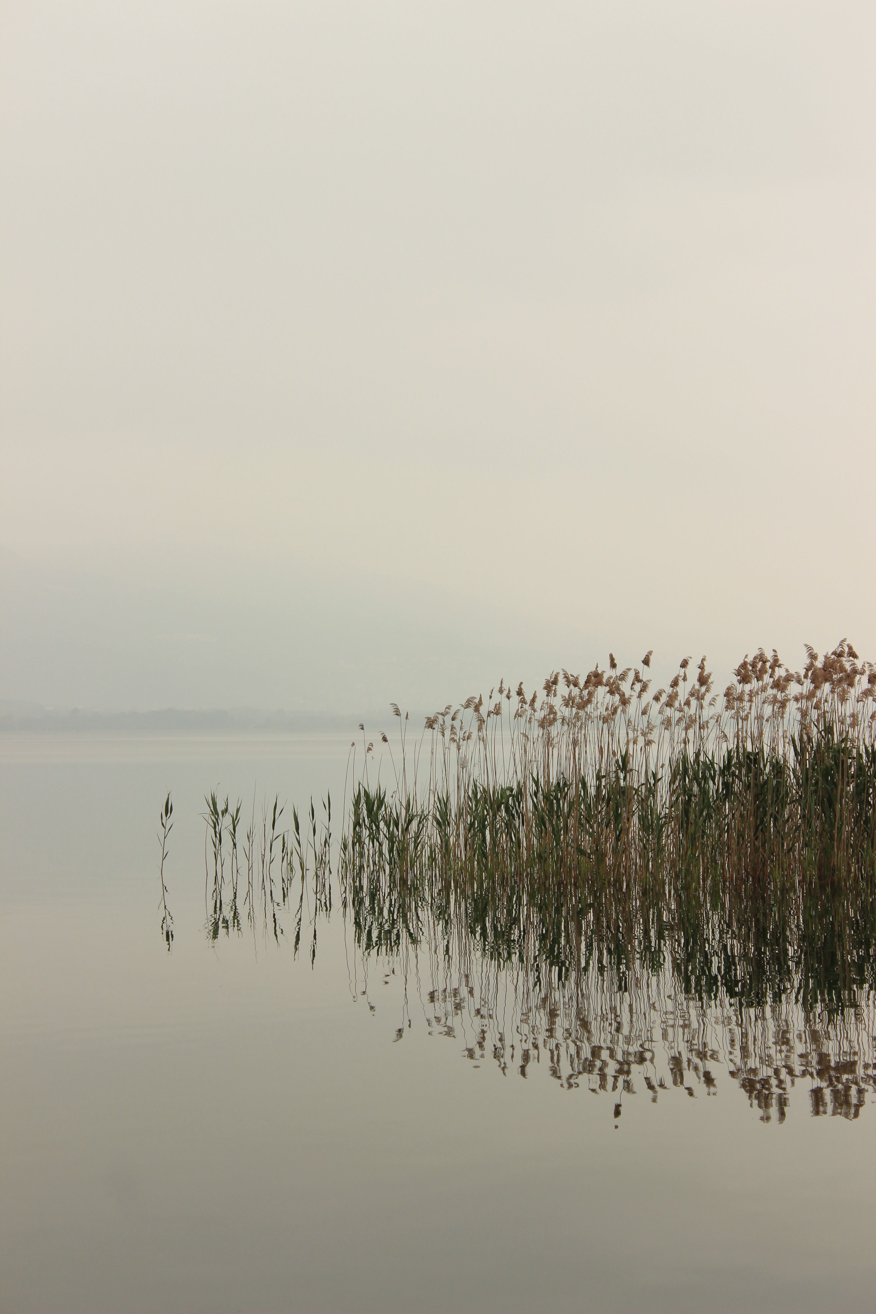 Rushes on Lake · Free Stock Photo