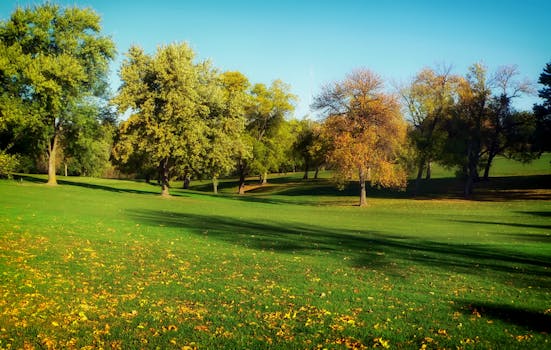 Free stock photo of trees, grass, lawn, park