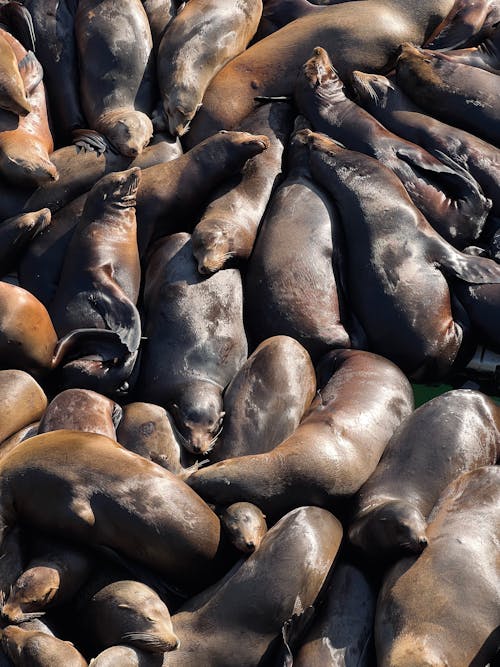 Free Pod of Seals Lying Down and Resting Stock Photo