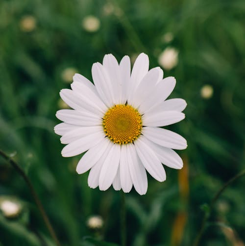 Immagine gratuita di campo, campo di fieno, colore