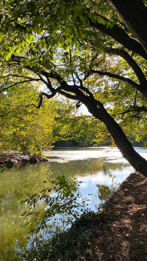 Free Tranquil river view with lush trees in a sunlit park during summer. Stock Photo