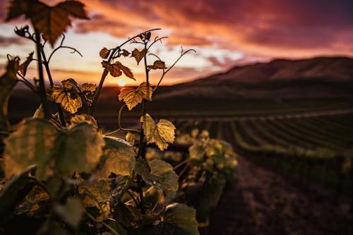 Imagine de stoc gratuită din fotografie de aproape, frunze, plantă