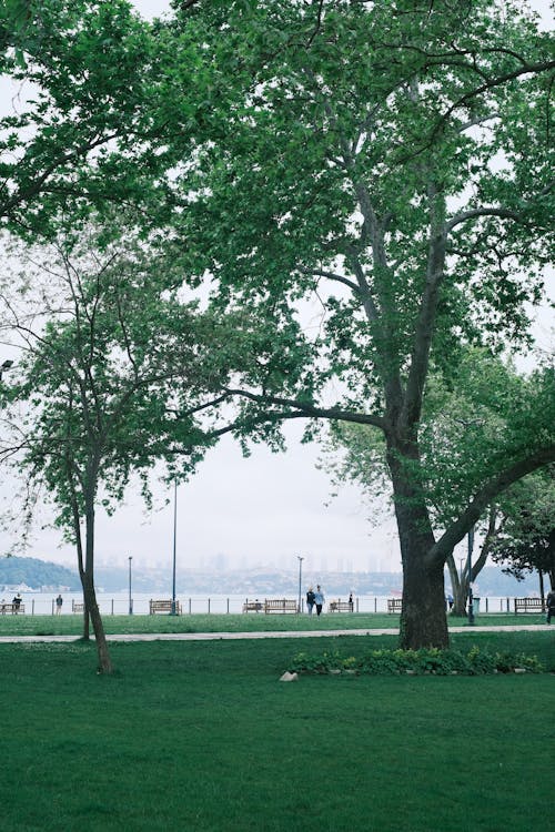 A park with trees and grass in the foreground