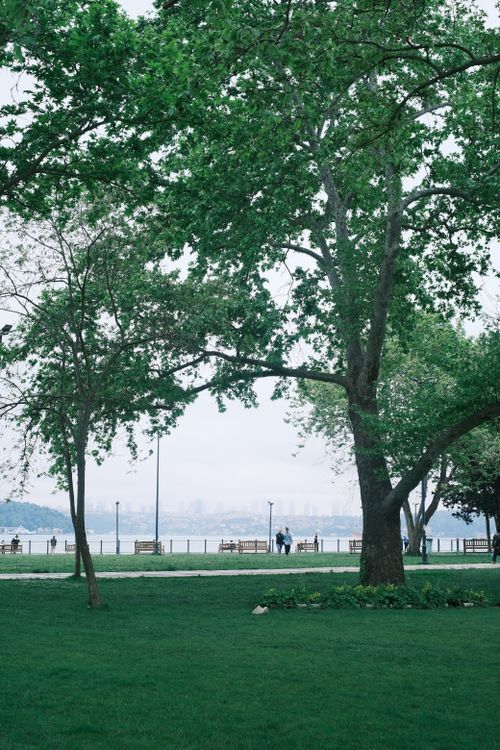 Free Lush green park with trees and a view of a distant city across the water on a bright day. Stock Photo