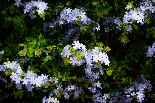 Free Vibrant white flowers blooming in Pedro Meoqui's scenic outdoors. Stock Photo