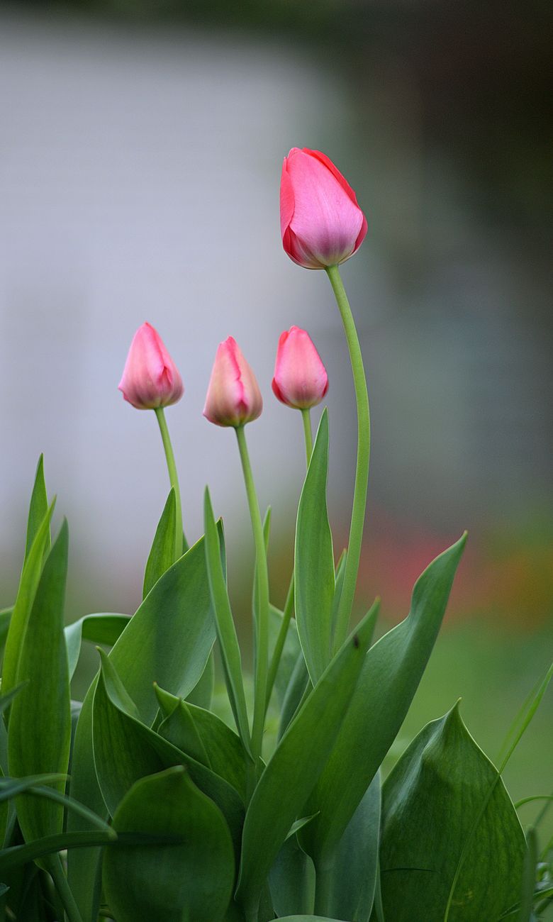Tulipa porta cinque portoghesi a Torres Vedras