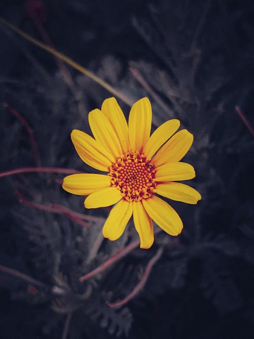 Fotos de stock gratuitas de acercar, flor rosa, hermosa naturaleza