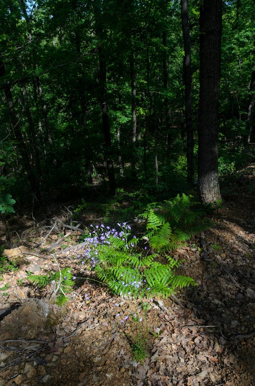 Бесплатное стоковое фото с 4k, глубокий лес, дуб