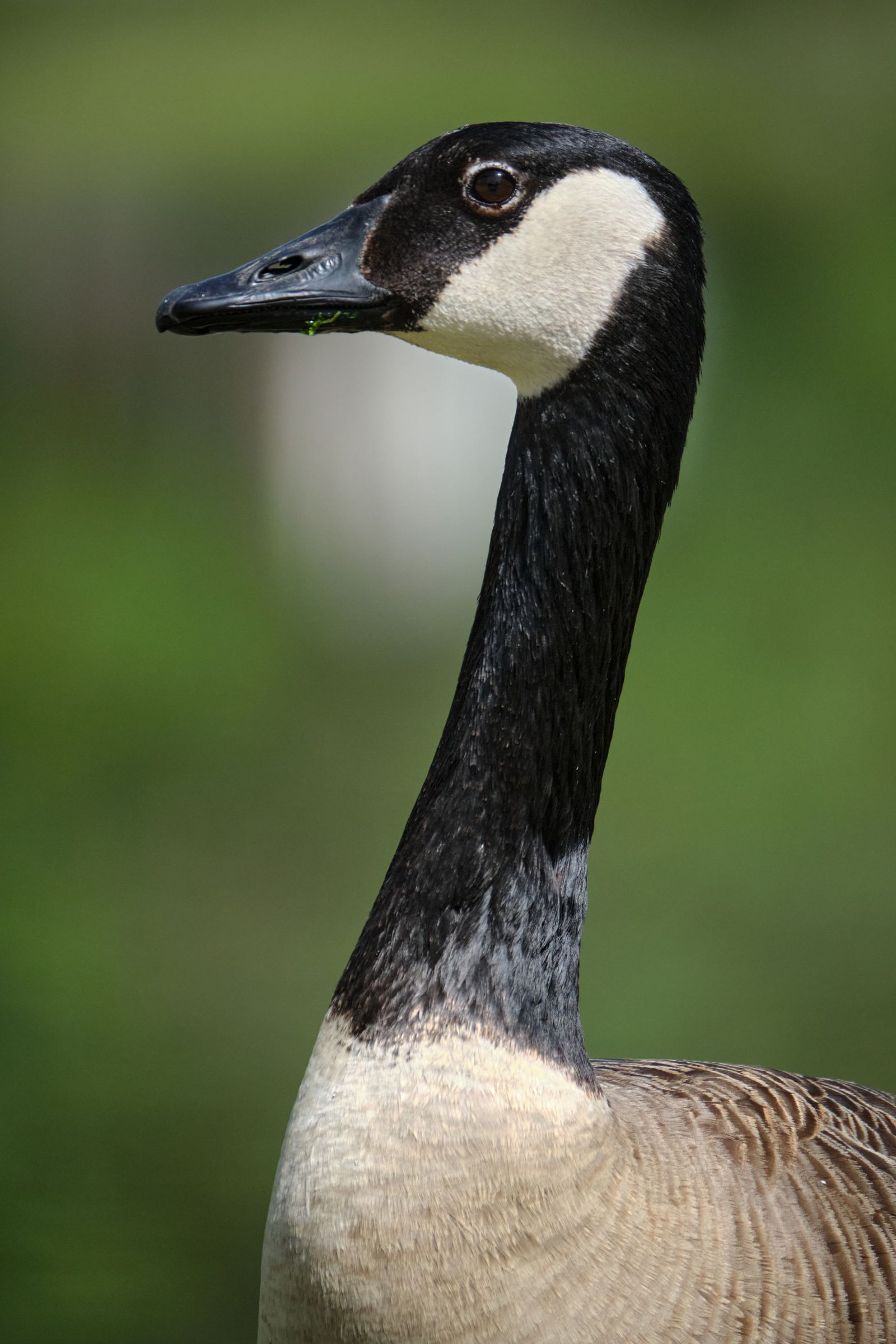 Photo Reference Image Goose Close Up Photo of a Goose · Free Stock Photo
